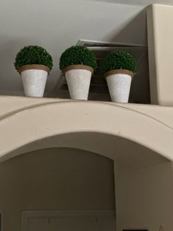 Decoration plants set