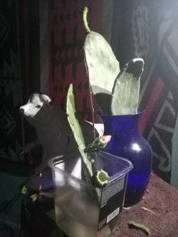 Prickly Pear 🍐 Cactus 🌵 Arms