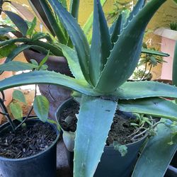 BEAUTIFUL ALOE VERA