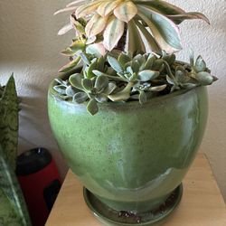 Plants succulents 🪴