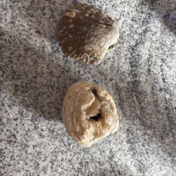 Fossilized Clam And Scallops 