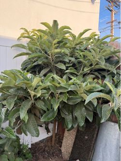 Loquat Tree