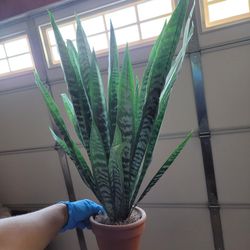Plant " Fake "