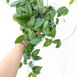 Hoya Fitchii Plant 6" Pot - Indoor House Plants