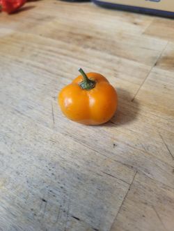 Large Organic Manzano AKA Rocoto Aka Apple Chili Pepper Seeds and Preorder Plants!  2027 SEASON EARLY RELEASE! AVAILABLE NOW! Why grow the same boring