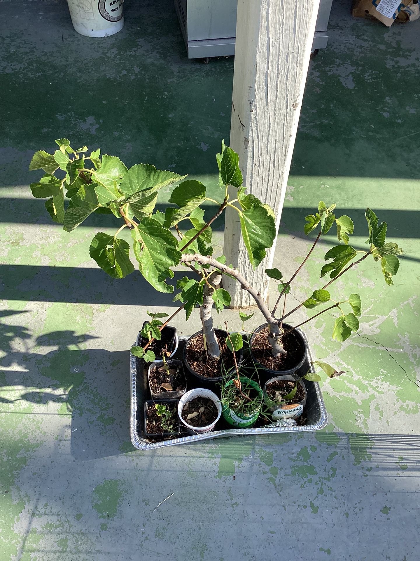 Brown Turkey Fig Trees. ( Árbol De Higo )