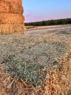 Hay