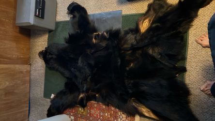 Man cave  bear rug