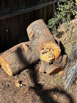 Pine Tree Logs