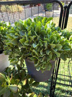 Ripple Jade plant