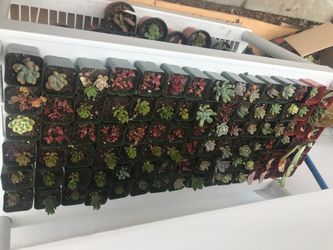2in succulents