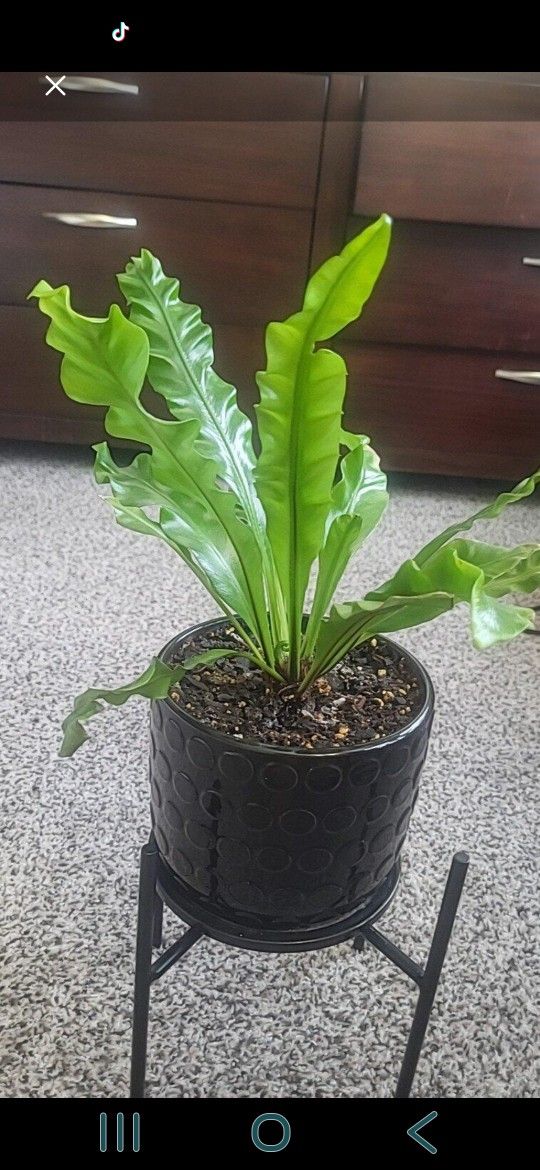 House Plant