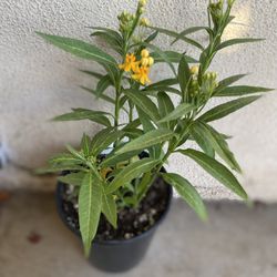 Milkweed Crucial For Monarch Butterflies Outdoor Full Sun Plant, In 1 Gallón Pot Pick Up Only