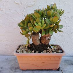 Old Bonsai jade plant collection Tree  very thick truck