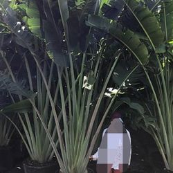 huge traveler  Palms over 8+ feet tall Instant  Privacy Hedge 