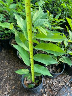 Sugar apple trees