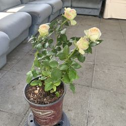 Pick rose 