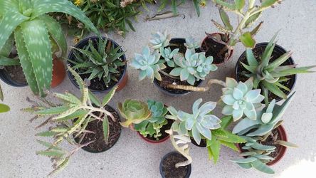Succulents