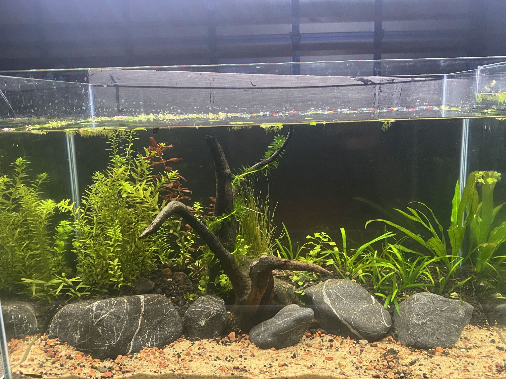 10 Gallon Rimless Planted Fish Tank Aquarium 