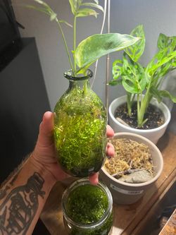 Desk top aquarium