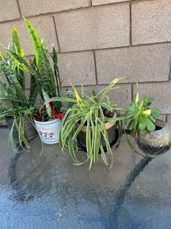 Bundle of plants