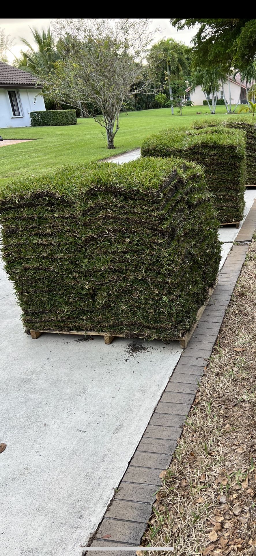 Saint Augustine Sod $145 Per Pallet
