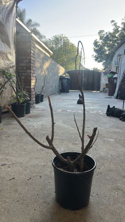 Siruelo dulce