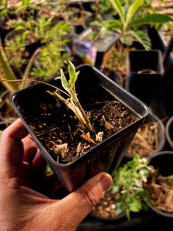 Jerusalem Artichoke