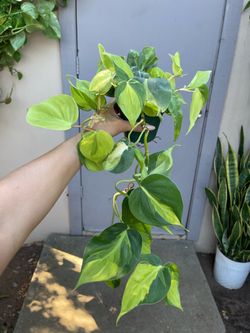 Philodendron Brasil Trailing House Plant 4” Pot
