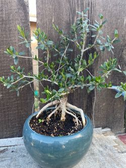 Olive tree roots are exposing seven years old $60 Olive tree roots are exposing seven years old $60