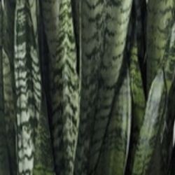 2 Snake plants rooted in pot - can purify air and release negative ions.