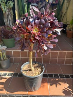 Tall Black Rose Aeonium Succulent Plant