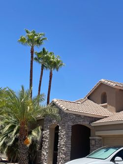 Palm trees