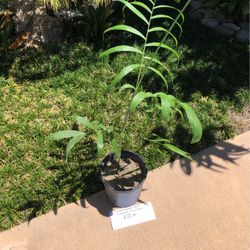 Chamaedorea Palm - Bamboo Palm- Lady Palm