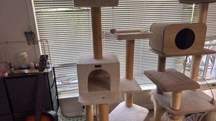 Cat climbing tree