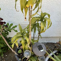 Large Planter Mixed With Succulents 