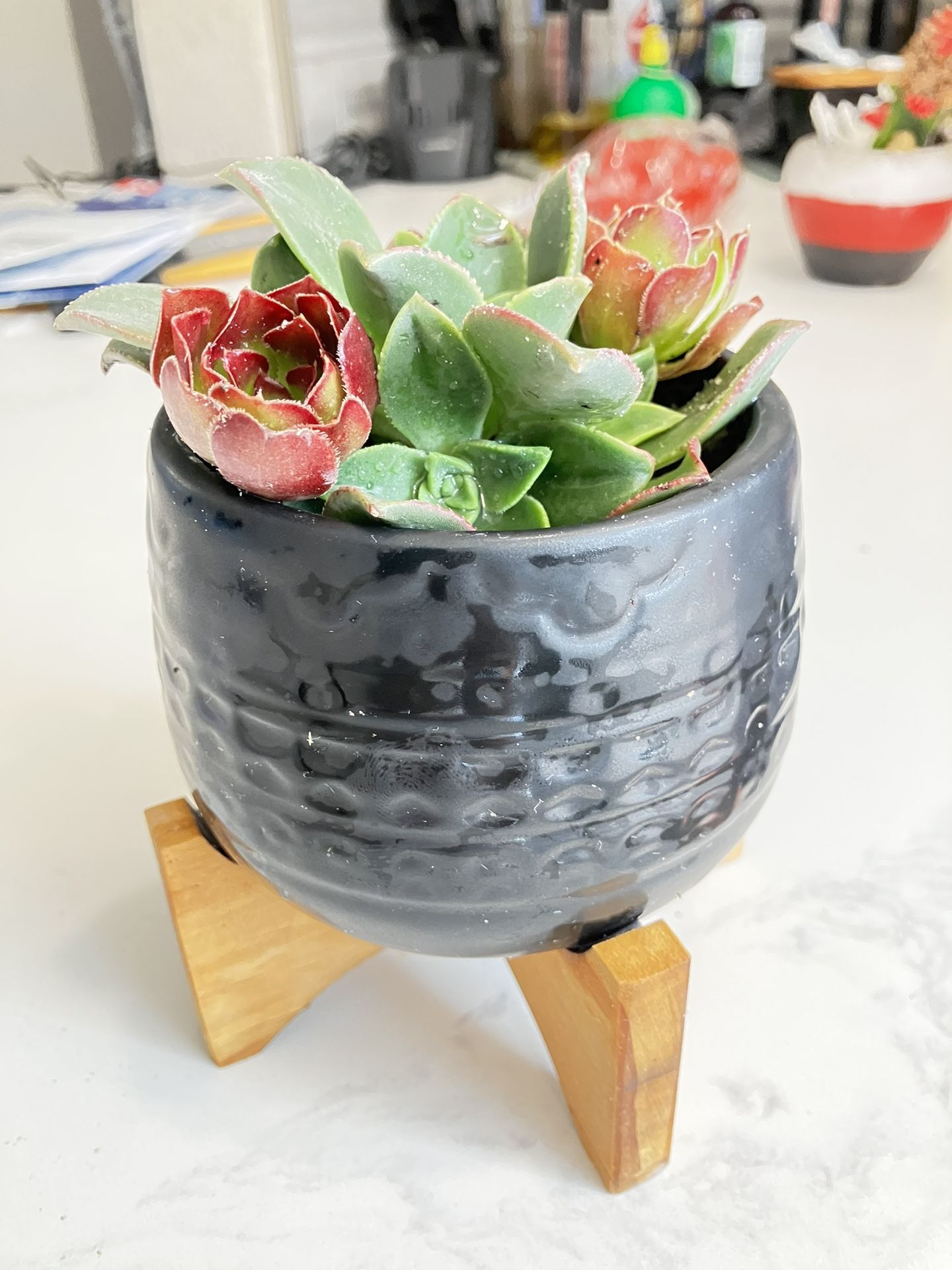Succulents In Black Pot With Stand