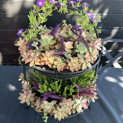 Succulent Table decor