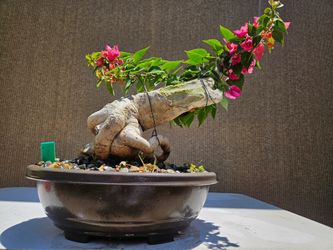 Old Bougainvillea RED   Bonsai Tree