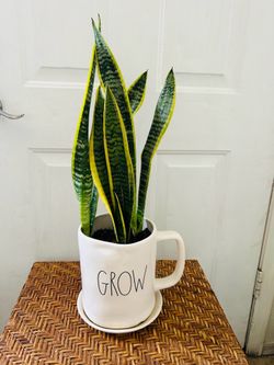 Snake plant