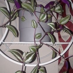 Plant  nice!    Please!