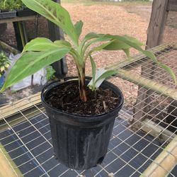 Banana Dwarf Cavendish 