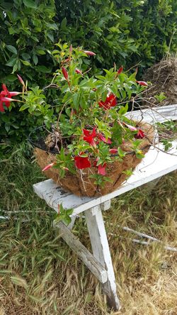 Canasta de flores