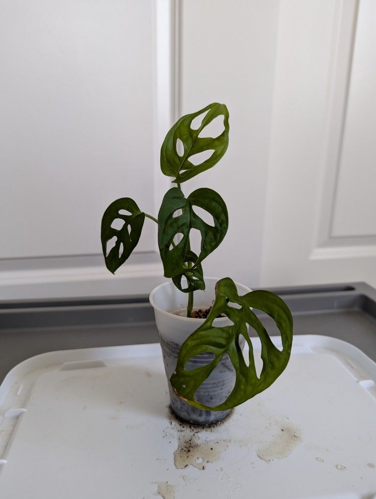 Monstera Adansonii Plant - Indoor / House Plant