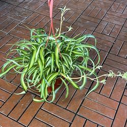 Curly Spider Plant 6”