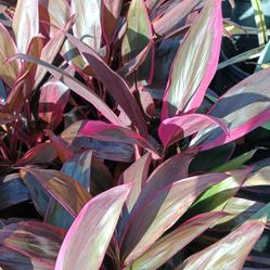 RED SISTER Privacy Hedge Plants 3gl $6💚