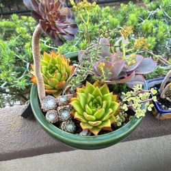 Green Ceramic Bowl With Hand Placed Succulents 