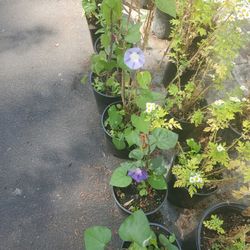 Morning Gloria Plant Each $5