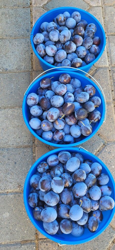 Brooks Plums Prunes And Grapes