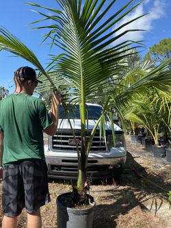 Coconut palm( dwarf Costa Rican)